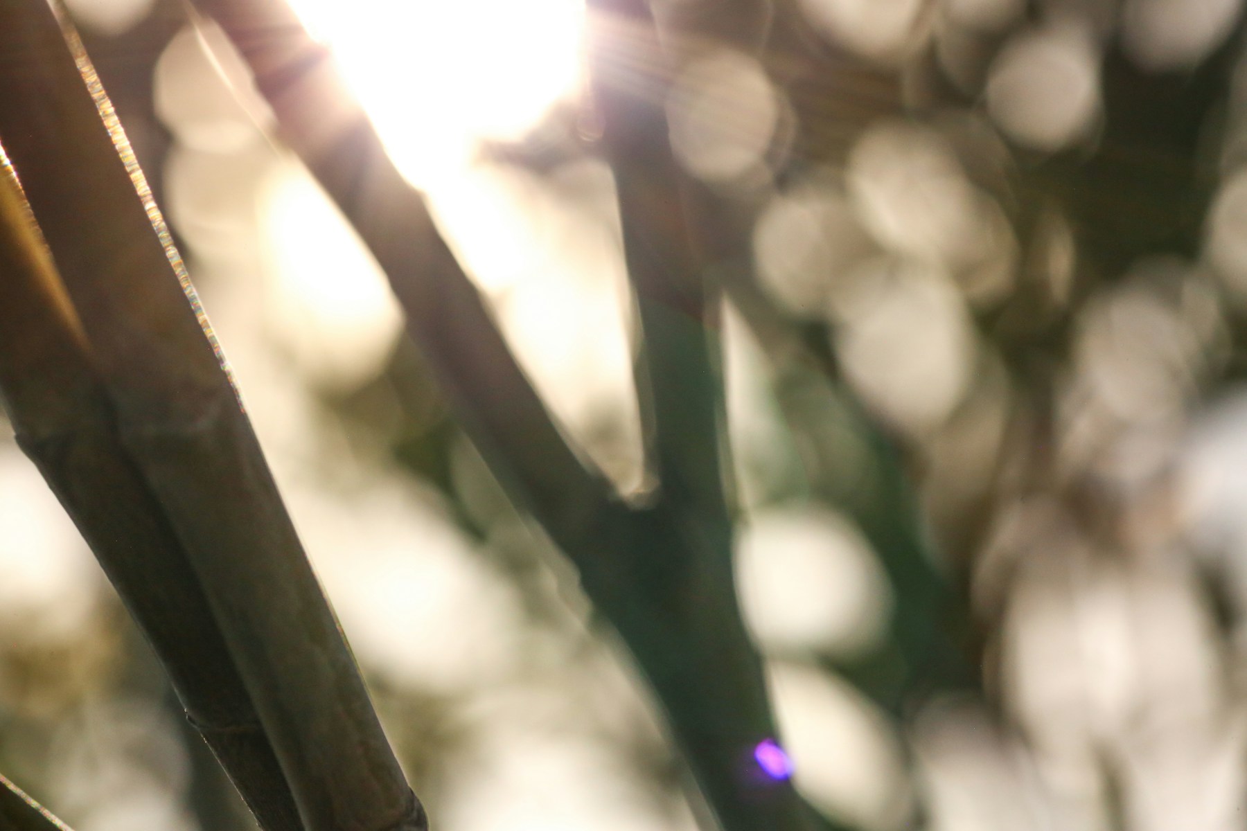 Light branches finding their way through the morning